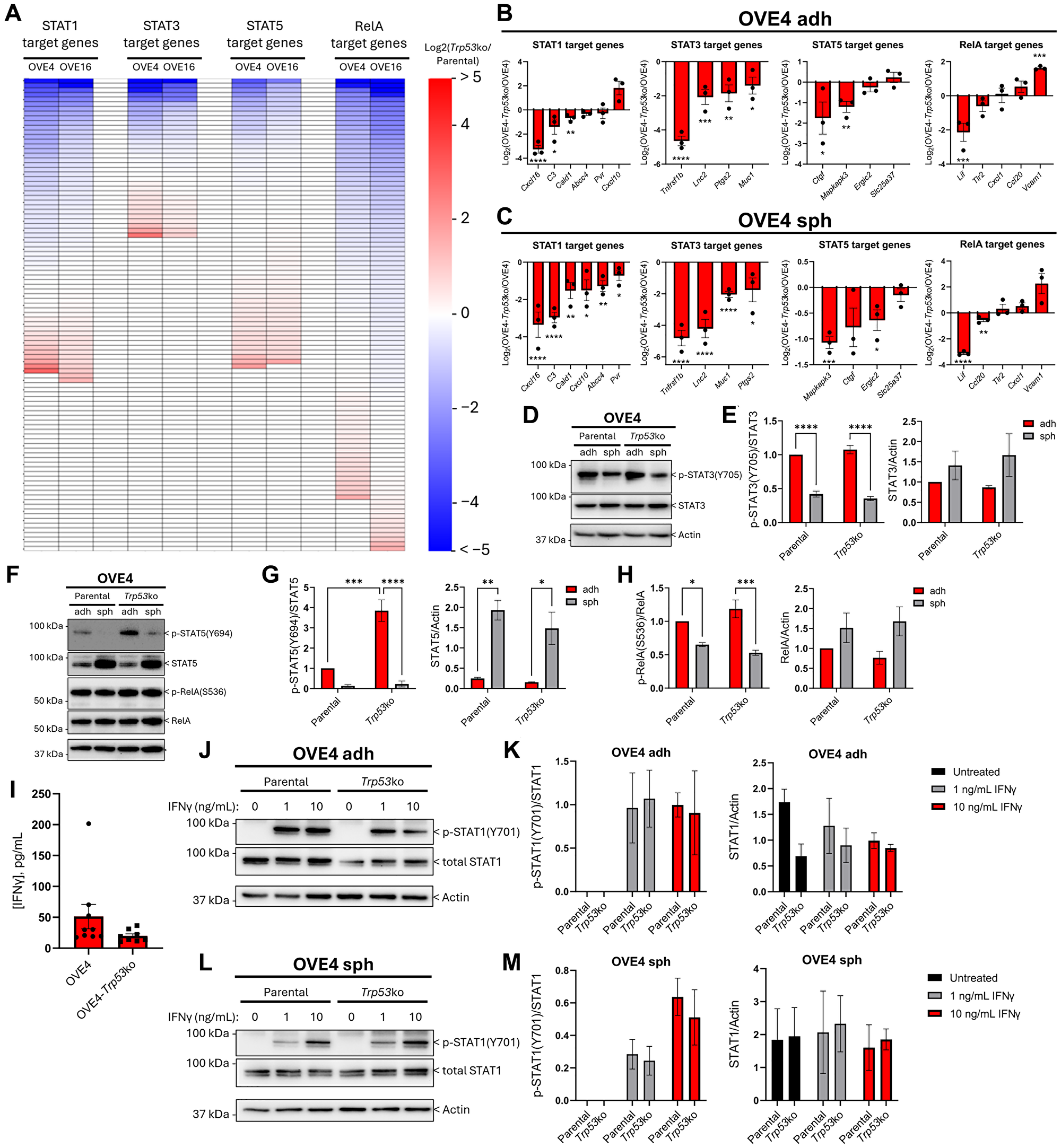 OVE4-Trp53ko cells have altered inflammatory signaling