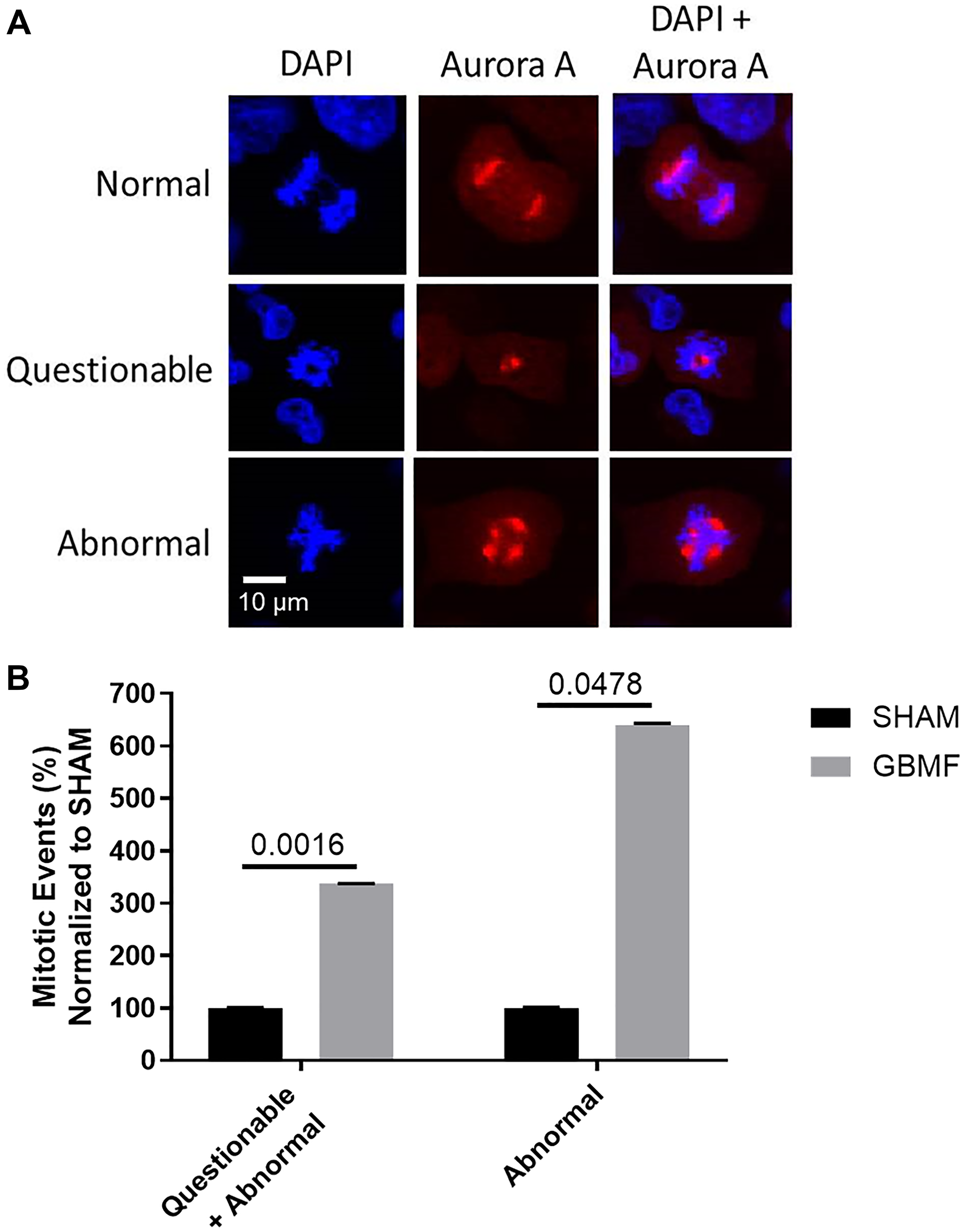 GBMF treatment disrupts the mitotic spindle(s) of GB cells