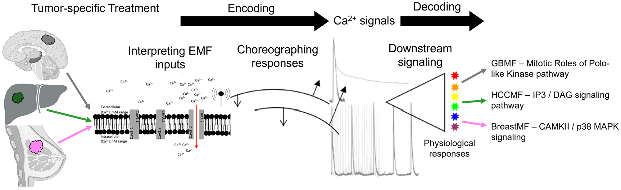 Tumor-specific AM RF EMF modulation/demodulation