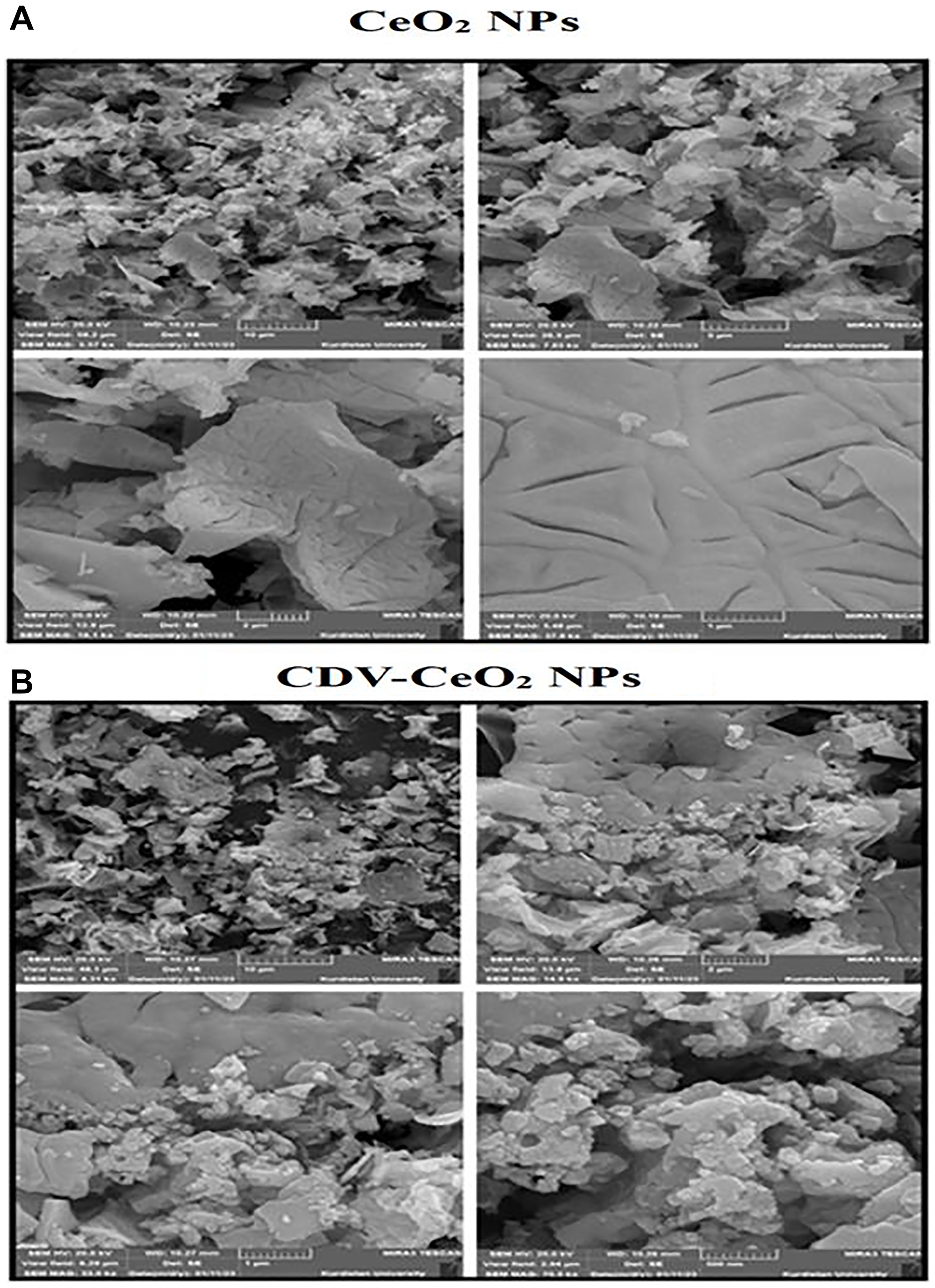 SEM images of (A) CeO2 NPs and (B) CDV-CeO2 NPs.