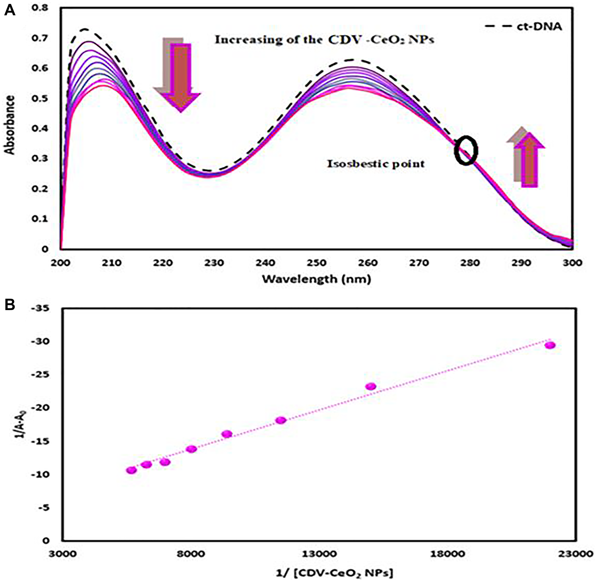 (A) Absorbance spectra of ct-DNA (4.00 × 10−5 M) with green synthesized CDV-CeO2 NPs (2.32 × 10−5 to 1.76 × 10−4 g/mL). (B) Wolfe-shimmer plot of ct-DNA- CDV-CeO2 NPs.