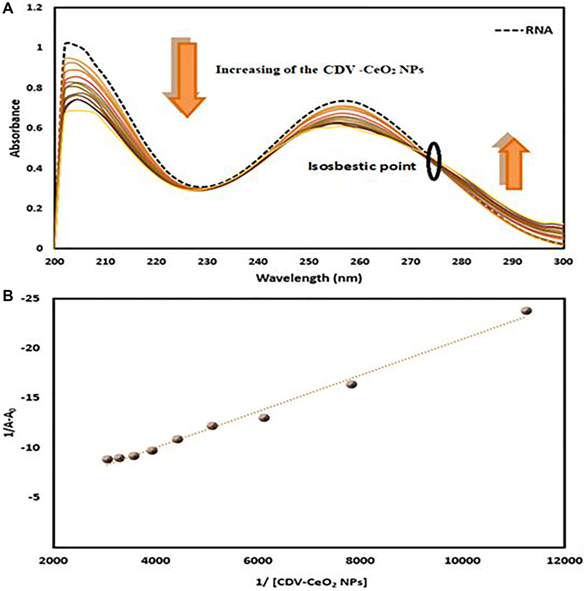 (A) Absorbance spectra of RNA (4.00 × 10−5 M) with green synthesized CDV-CeO2 NPs (2.32 × 10−5 to 1.76 × 10−4 g/mL). (B) Wolfe-shimmer plot of RNA- CDV-CeO2 NPs.