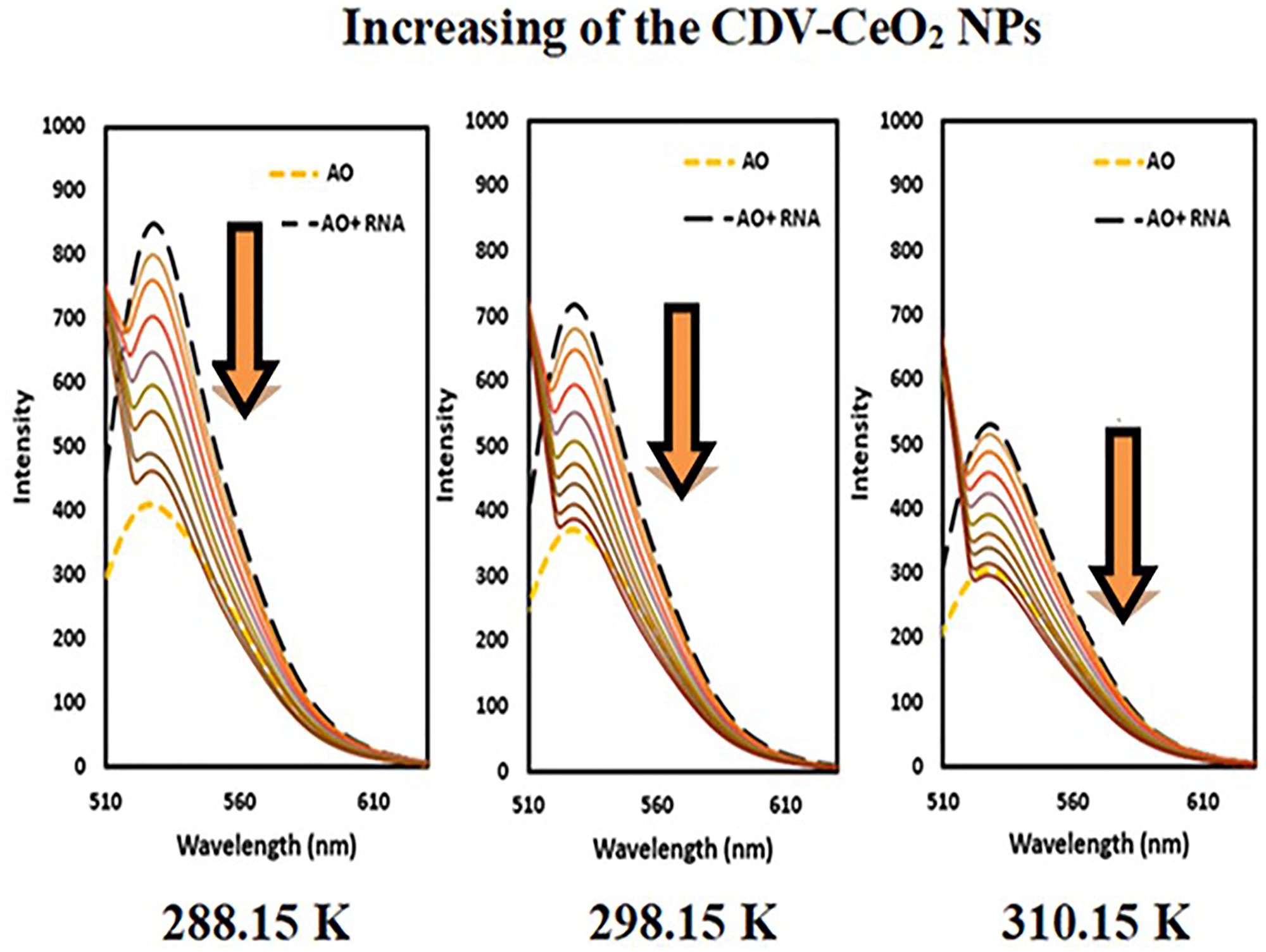 Fluorescence spectra of AO + RNA in the presence of CDV-CeO2 NPs (2.44 × 10−5 to 2.59 × 10−4 g/mL), RNA = (1.76 × 10−4 M) CAO = (5.00 × 10−6 M)