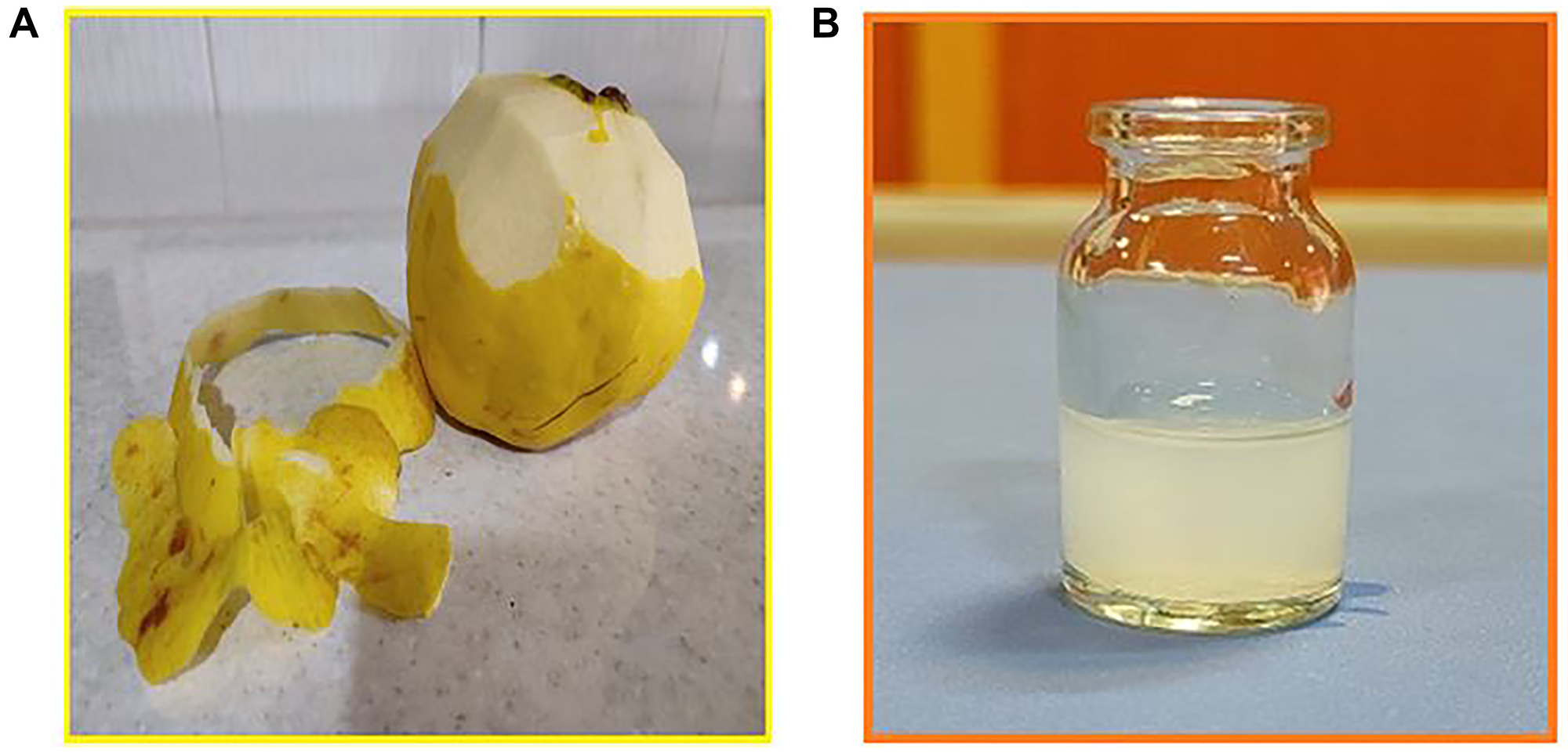 (A) The quince fruit and the peel of the quince fruit (B) digital photograph of CeO2 NPs were dispersed in water.