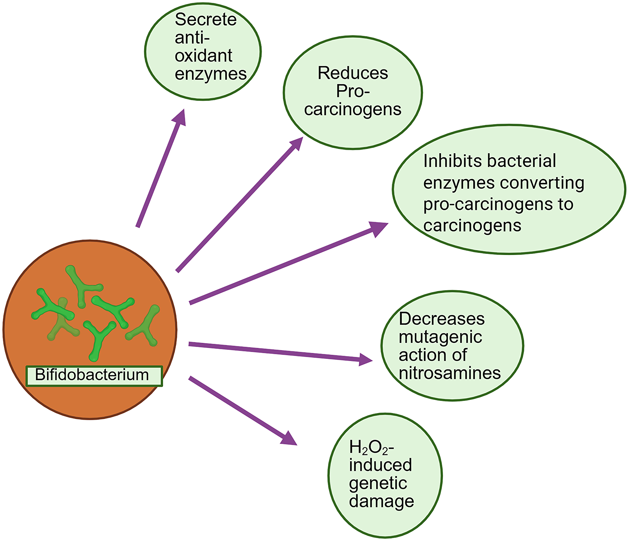 Schematic illustration of carcinogen detoxification by bifidobacterium