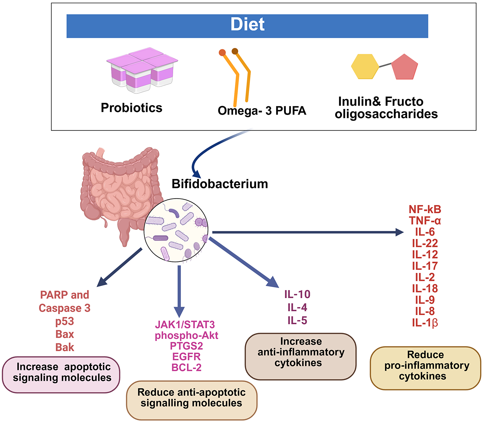 Bifidobacterium regulates inflammatory cytokines and apoptotic signals