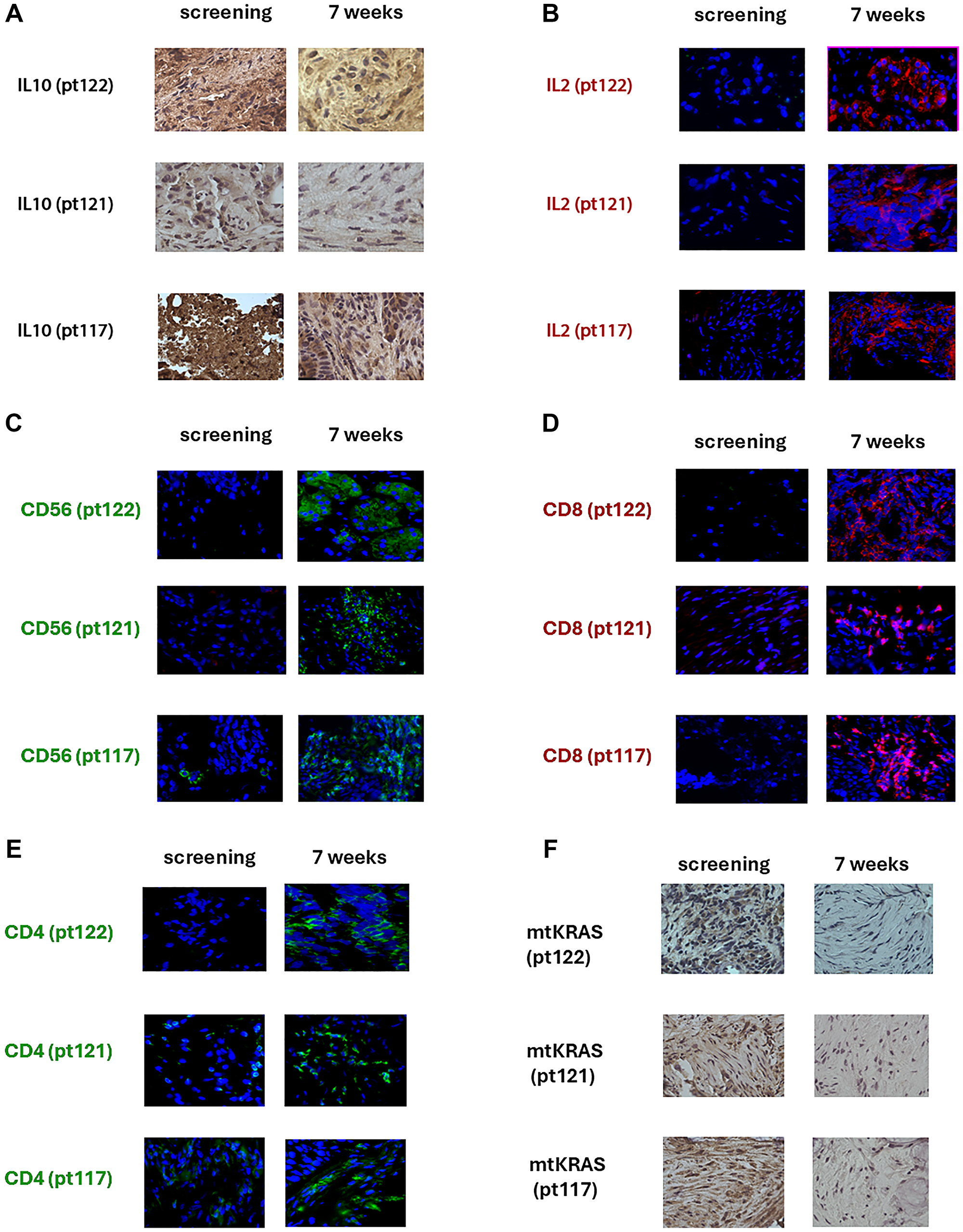 Patients with mtKRAS tumors received weekly Nerofe+ldDox for 7 weeks