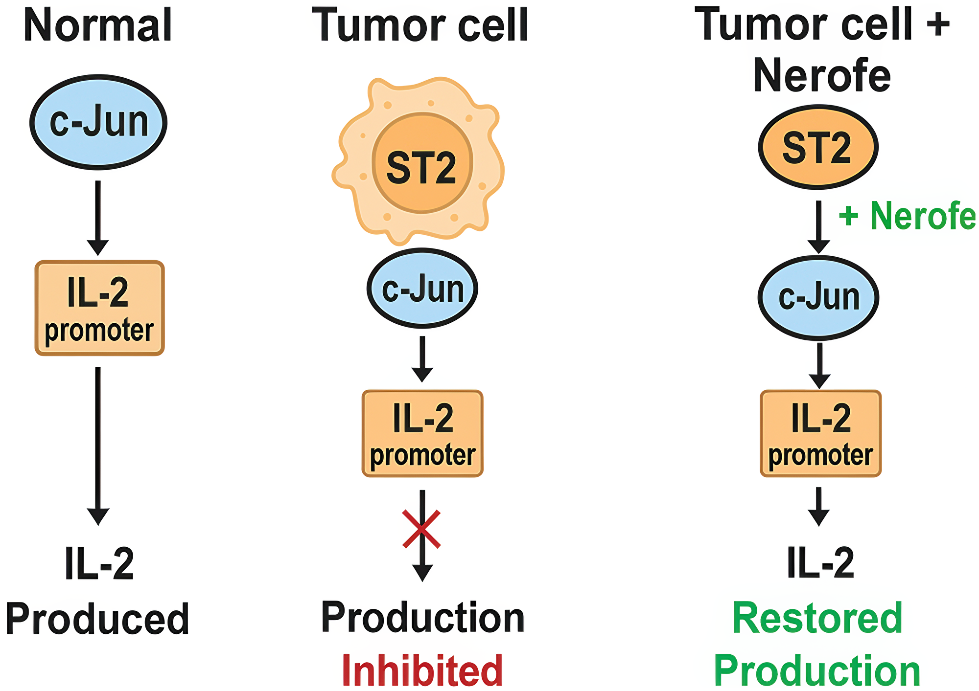 Proposed model of nuclear immunomodulation