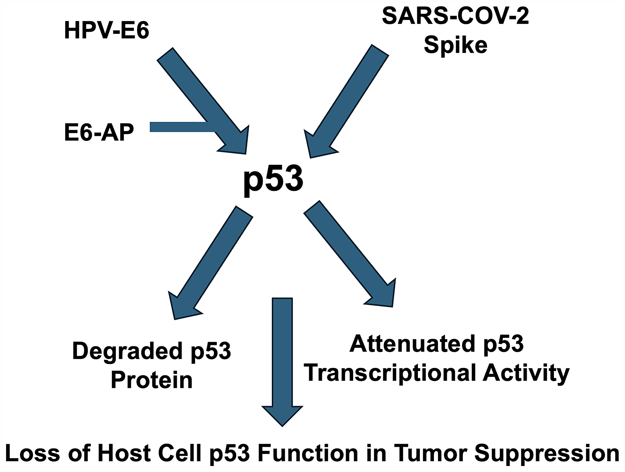 Schematic depicting hypothesized cooperation between HPV and COVID in suppressing p53 and contributing to cancer