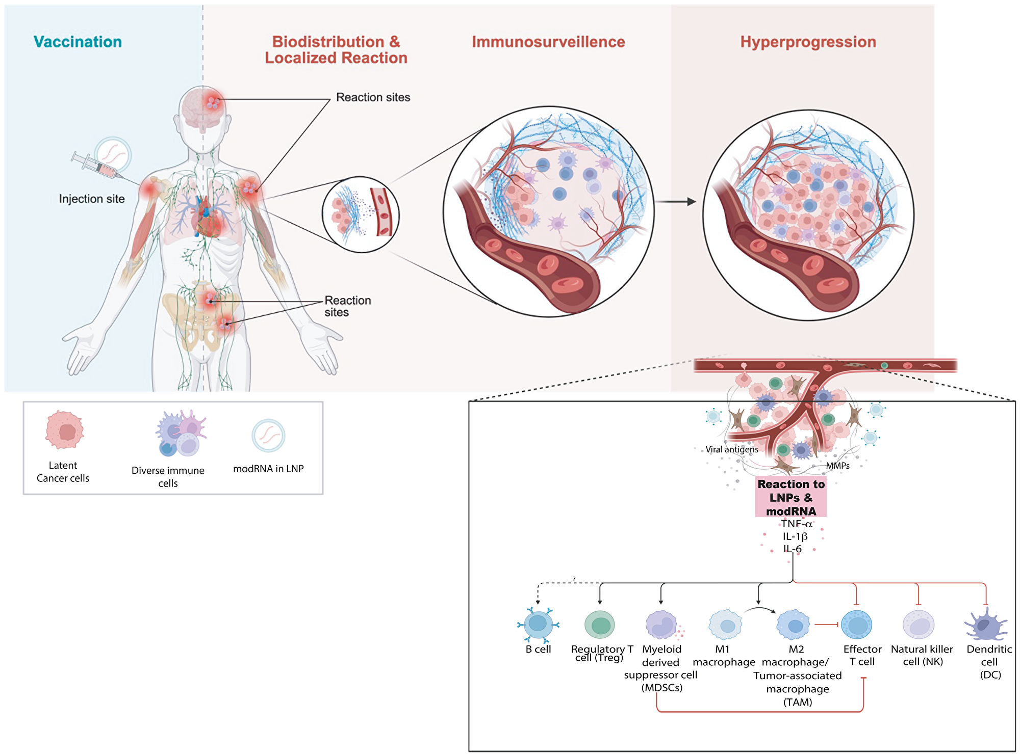 Proposed mechanism of tumor hyperprogression following COVID-19 vaccination