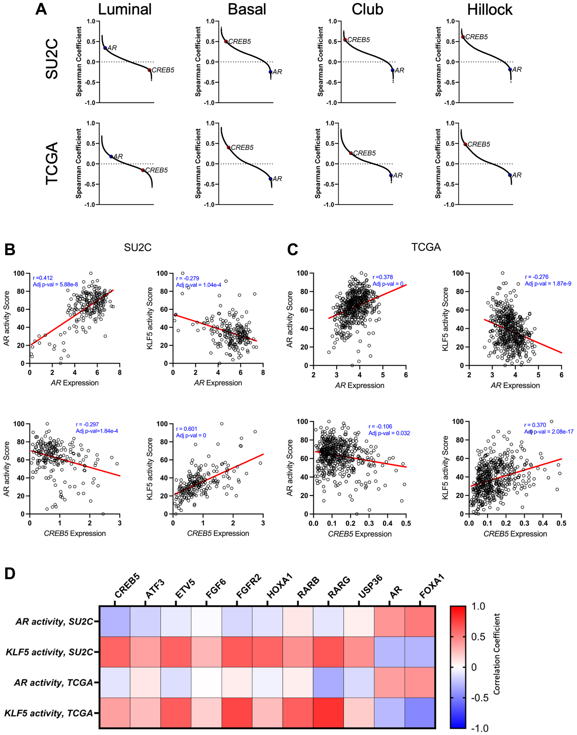 (A) Snake plots rank the gene correlations to luminal, basal, club and hillock signatures that were computed based on the transcriptomes of CRPC patient samples from SU2C (n = 208) and primary PC from TCGA (n = 493). Correlations between AR, CREB5, or KLF5 activity scores and AR or CREB5 expression in each sample are depicted in scatterplots based on samples from (B) SU2C and (C) TCGA. (D) A heatmap shows the relative association between AR or KLF5 activity scores and a suite of genes that were shown to drive resistance in a previous ORF screen [11].