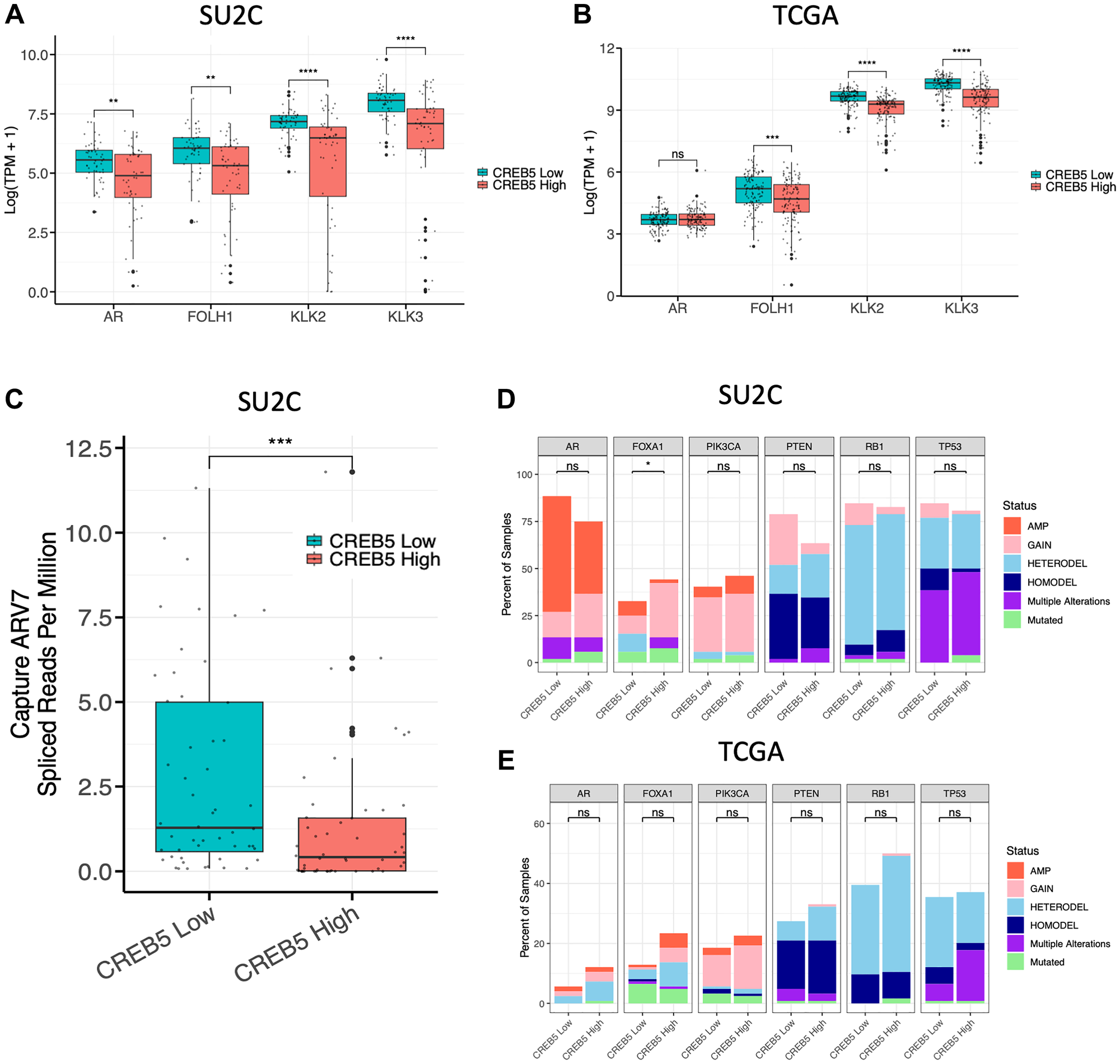 Relative gene expression of AR, FOLH1 (PSMA), KLK2, and KLK3 (PSA) are shown across the top (high) and bottom (low) quartiles of CREB5 expression in (A) CRPC (SU2C, n = 104) and (B) primary PC tumors (TCGA, n = 493). (C) In the same CRPC cohort, we compared AR-V7 expression levels in tumors with high and low CREB5 expression. (D, E) Using stacked bar graphs, we further compared the percent of tumors with various types of somatic alterations in CRPC and primary PC tumors with high and low CREB5 expression. Differences in alteration frequencies were evaluated using Fisher’s exact test (*p $!--ESC