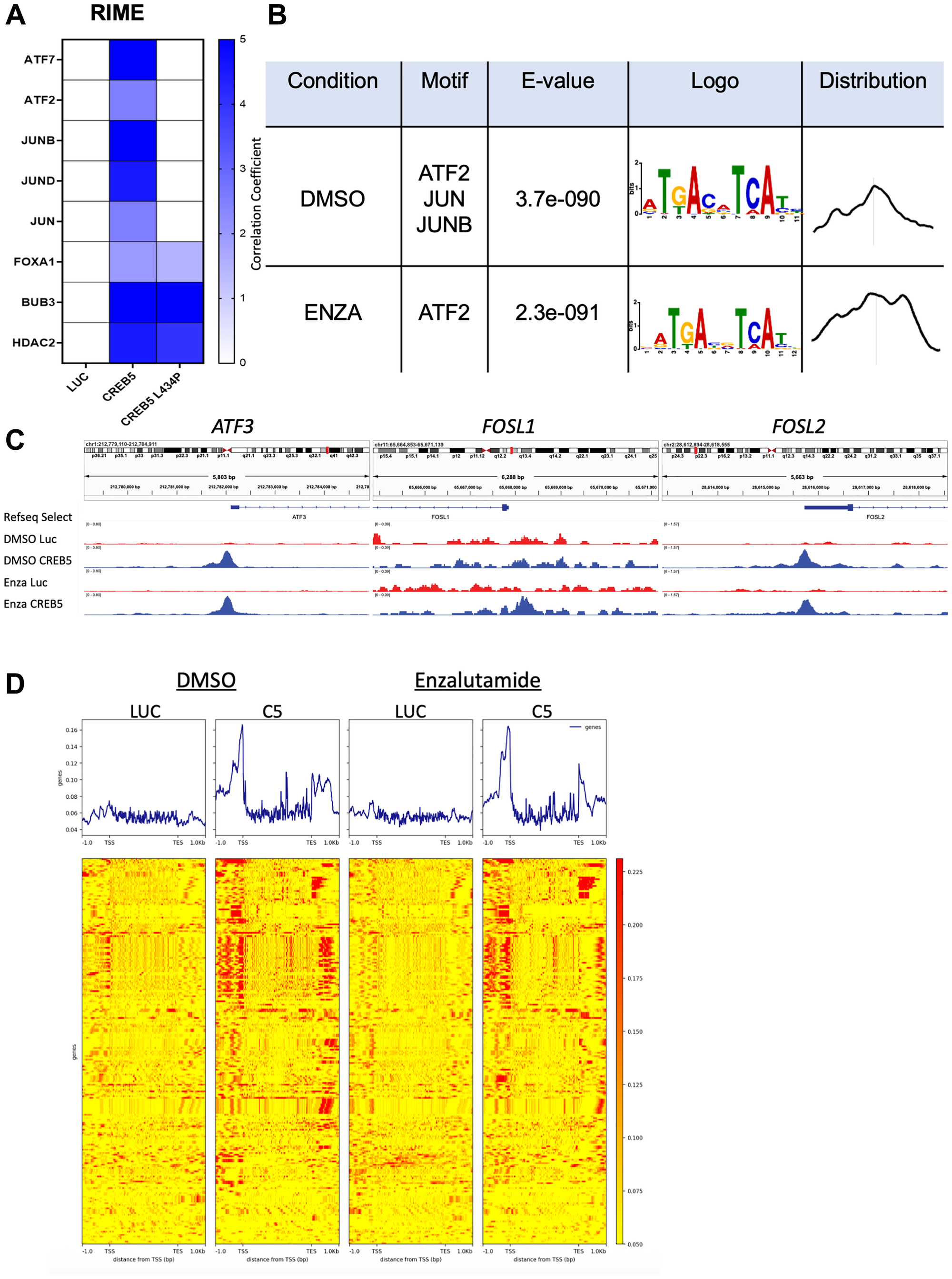 (A) RIME interactions in LNCaP cells with either CREB5 or CREB5 LA43P overexpressed are shown relative to luciferase (LUC) overexpressing cells via a heatmap, in which key AP-1 proteins are indicated. (B) Motif enrichment analysis was conducted based on CREB5 binding sites derived from ChIP-seq conducted in LNCaP cells overexpressing CREB5 cultured in either Enzalutamide (Enza) or DMSO, as shown in a table. (C) CREB5 binding status at transcriptional start sites of ATF3, FOSL1, and FOSL2 in CREB5 overexpressed LNCaP cells vs. LUC overexpressed cells are depicted using IGV viewer. (D) Heatmap shown for CREB5 binding to SCL genes when LUC or CREB5 (C5) overexpressed LNCaP cells are cultured in Enzalutamide or DMSO.