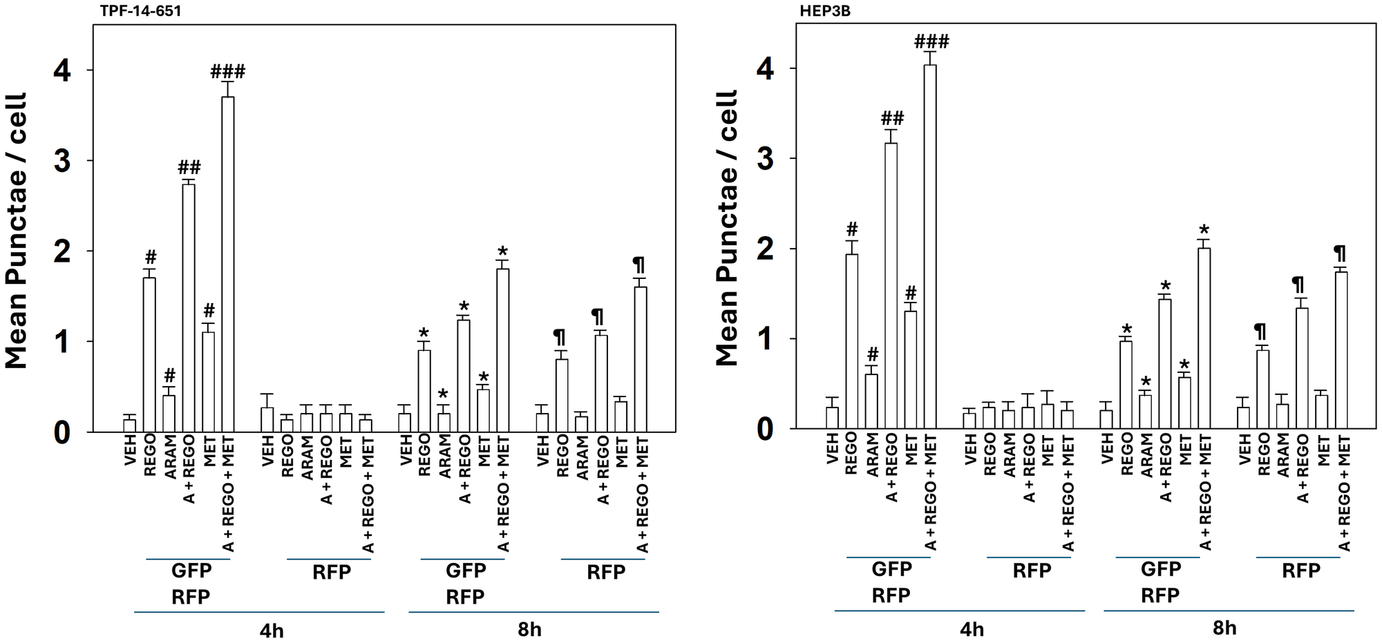 The aramchol plus regorafenib combination causes the formation of autophagosomes and autolysosomes which is enhanced by metformin