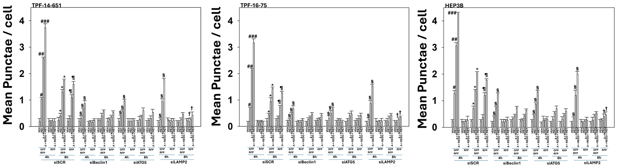 Aramchol, metformin and regorafenib enhance the formation of autophagosomes and autolysosomes which are reduced by knock down of Beclin1, ATG5 or LAMP2