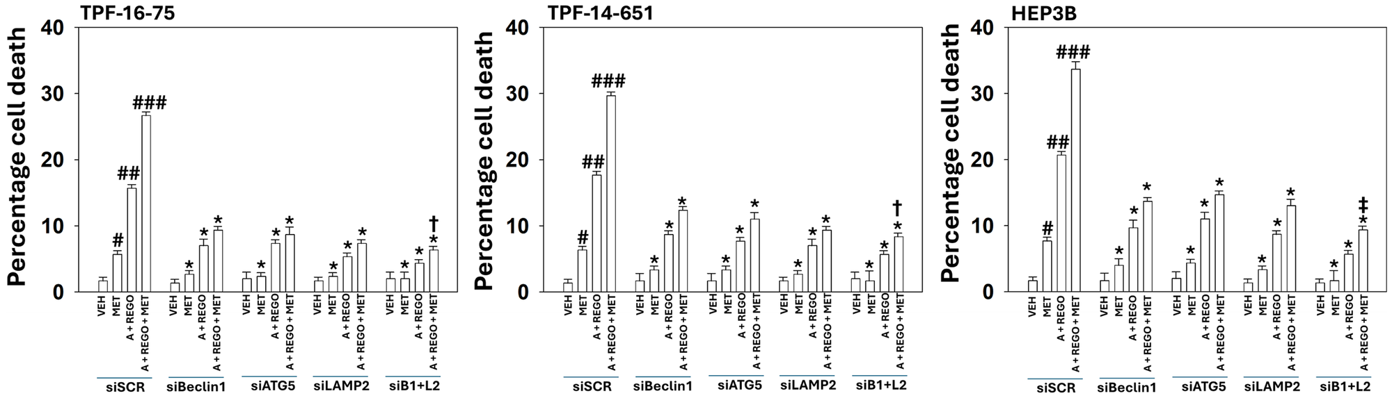 Knock down of Beclin1 and LAMP2 significantly reduces the lethality of [aramchol and regorafenib and metformin]