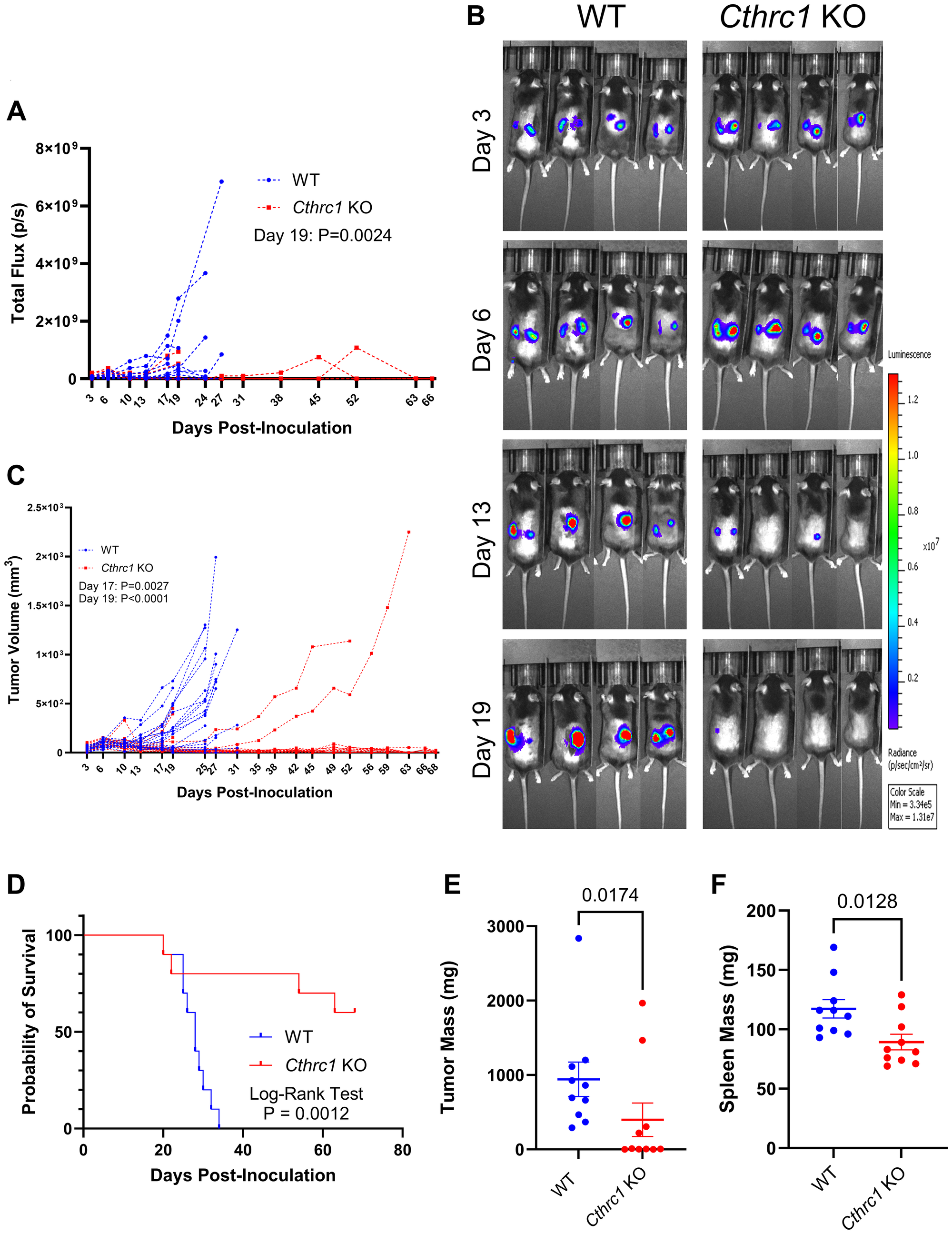 Knocking out Cthrc1 leads to decreased CRC tumor burden and increases survival