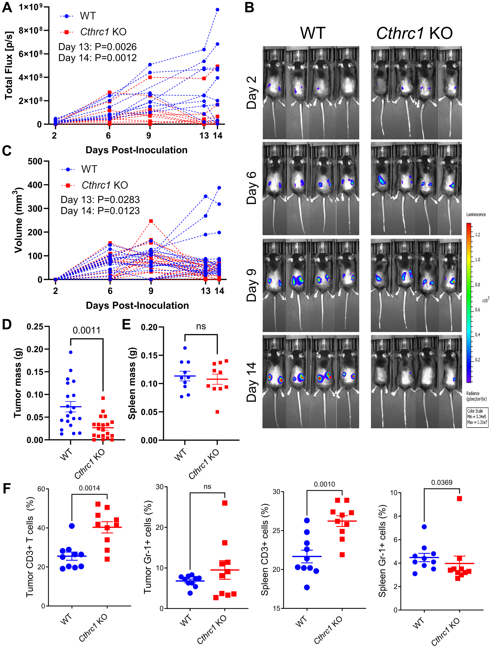 Knocking out Cthrc1 in mice leads to decreased CRC tumor burden and reduces immunosuppression
