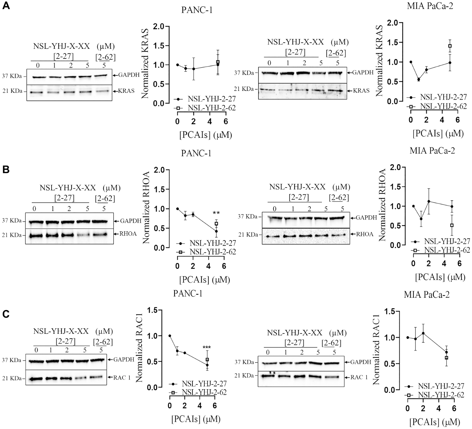 PCAIs decrease the levels of RHOA and RAC1 in PANC-1 cells