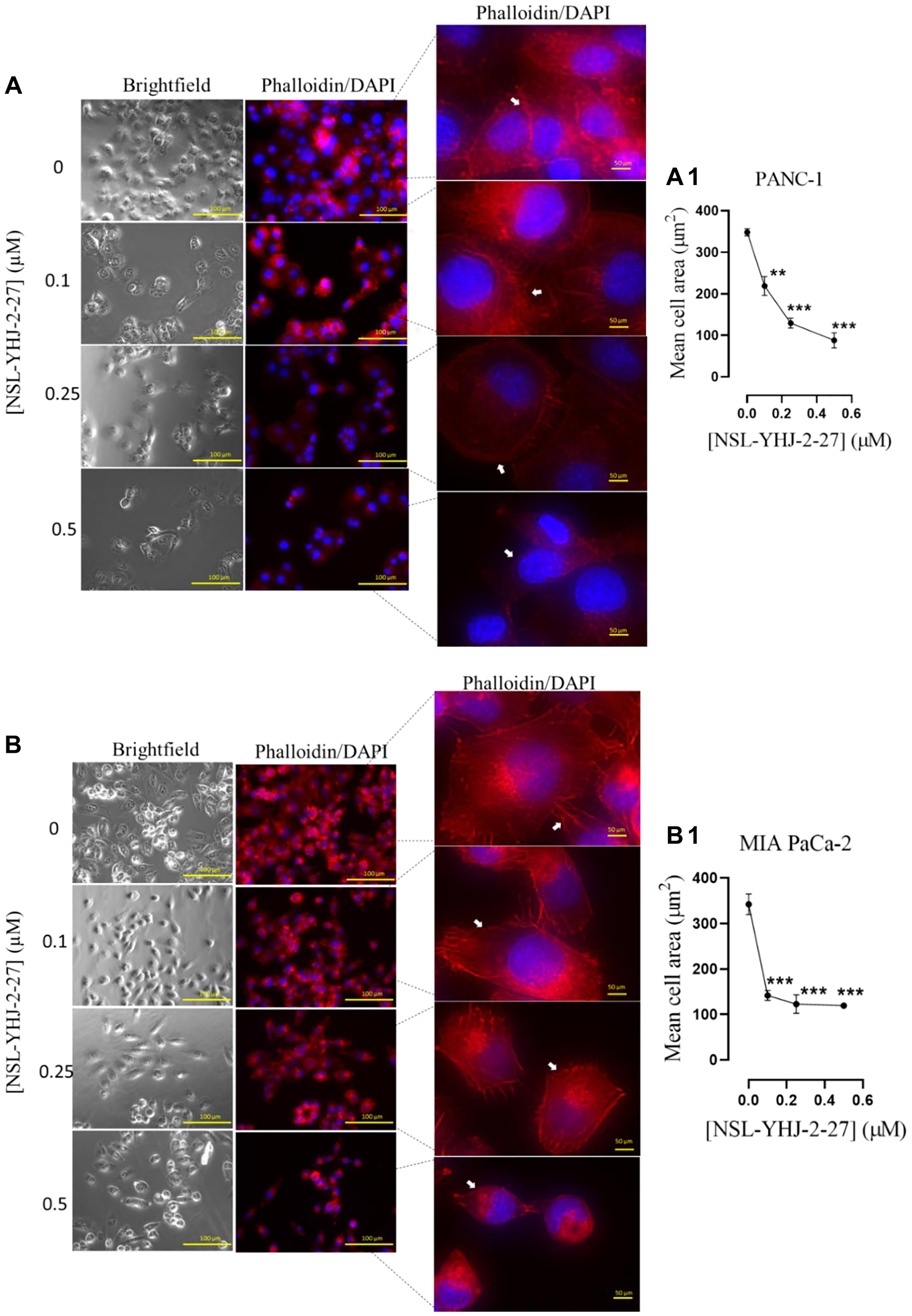 PCAIs disrupt F-actin filaments in pancreatic cancer cells