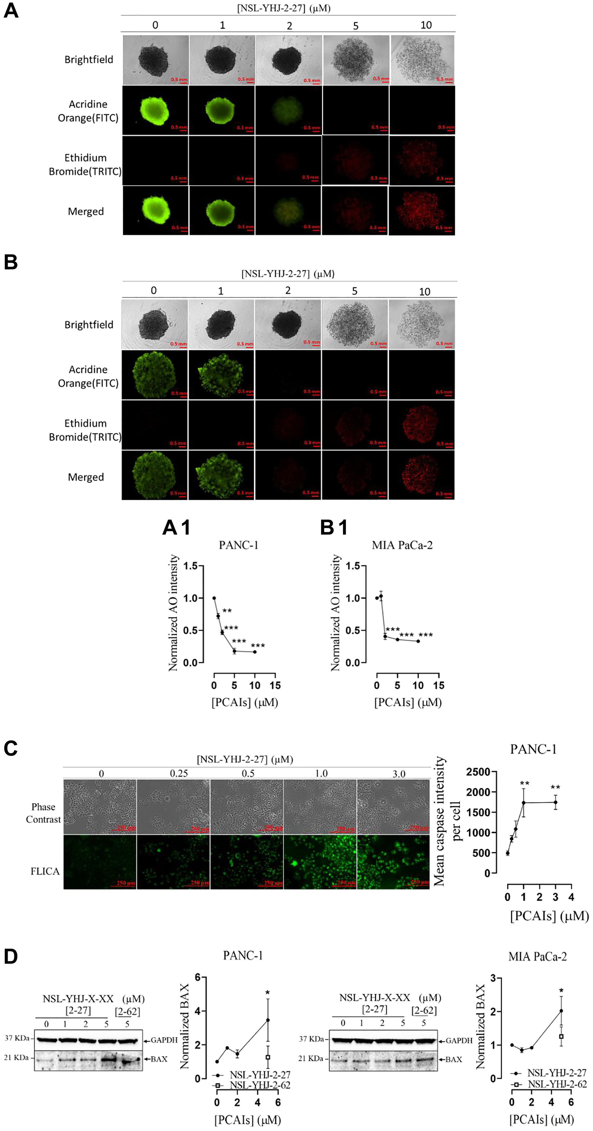PCAIs induce apoptosis in PANC-1 and MIA PaCa-2 cells