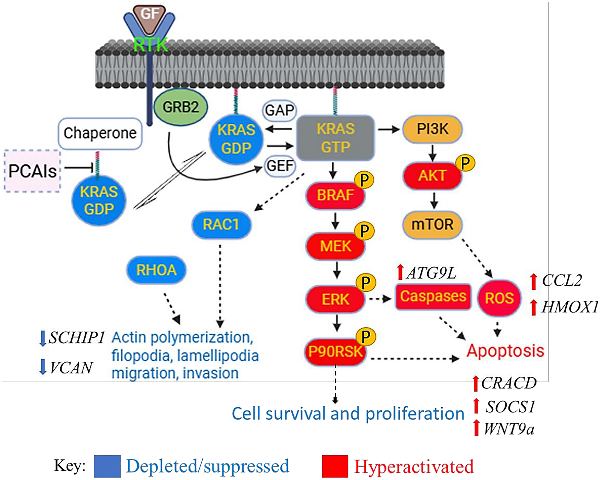 Biochemical effects of PCAIs on cancer cells