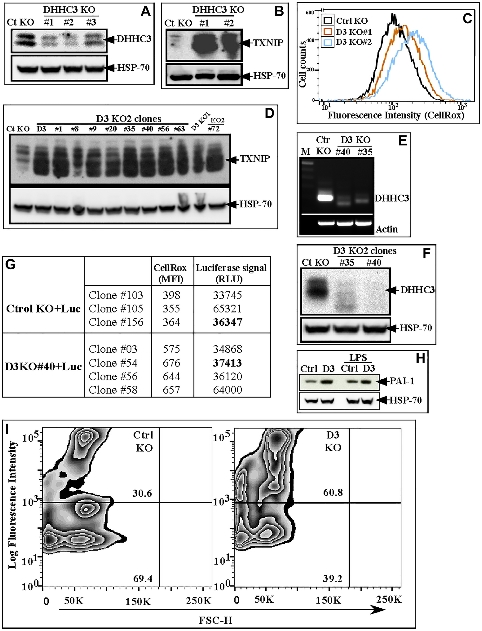 (A) DHHC3 protein in B16F10 cells (bulk population) with stably expressed CRISPR-Cas9 gRNAs (#1, #2 and #3) targeting DHHC3, and control gRNA (Ctrl KO); (B, C) TXNIP protein and CellRox signal (Oxidative stress) in Ct KO and D3 KO#1 and KO#2 B16F10 bulk populations; (D) TXNIP protein in the D3 KO1 bulk population plus 9 different single cell clones generated from the D3 KO2 gRNA bulk population; (E, F) DHHC3 expression assessed by RT-PCR (E) and western blotting (F) in Ctrl KO and D3 KO clones #35 and #40; (G) CellRox (MFI) and Luciferase signal (RLU) of Ctrl and D3 KO subclones selected after stable luciferase gene expression; (H, I) Expression of senescence markers, PAI-1 (LPS, treatment, lanes 3,4 serves as positive control for PAI-1 expression) (H) and SA-β-gal (I) in B16F10 Ctrl KO (#156) and D3 KO (#54) clones.