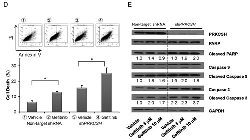 fig1b