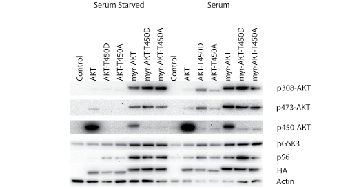 Fig3.tif