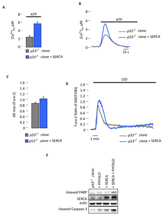 fig4