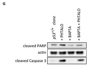 fig5b