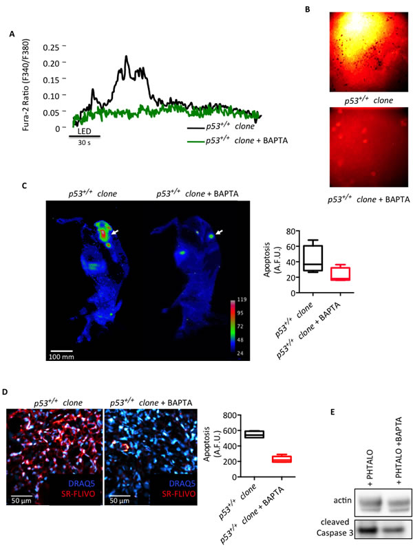 fig6
