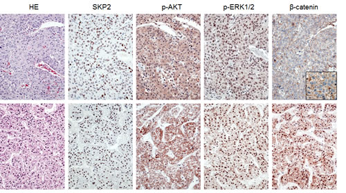 fig6