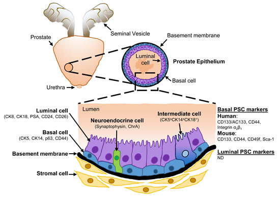 fig1