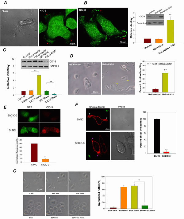 fig3