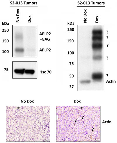 fig6