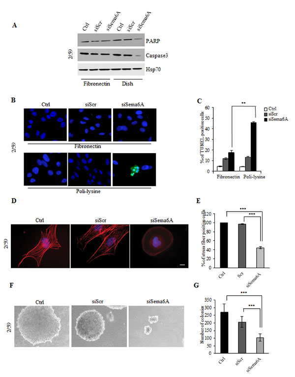 fig4