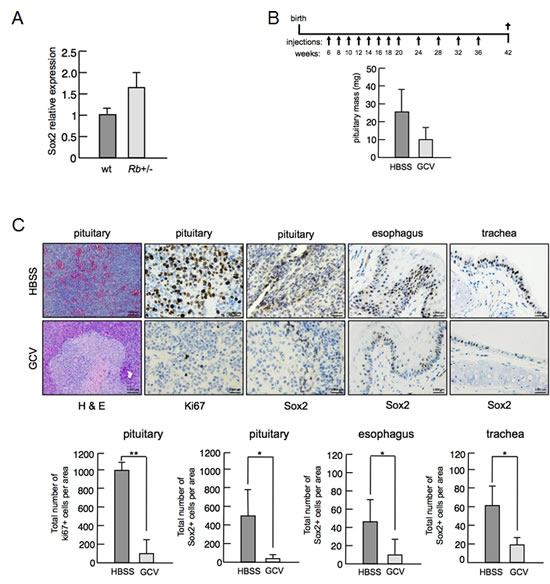 fig4