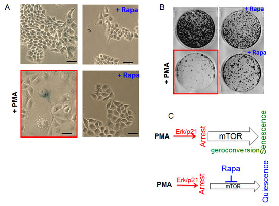 fig2