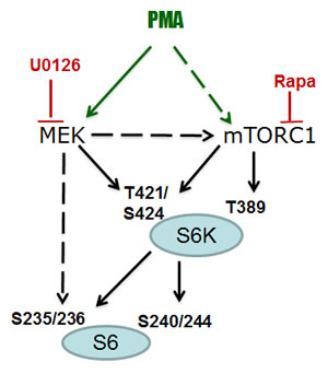 fig4