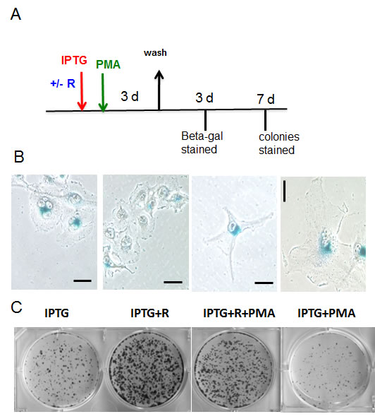 fig6