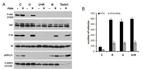 fig7