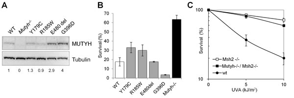 fig2