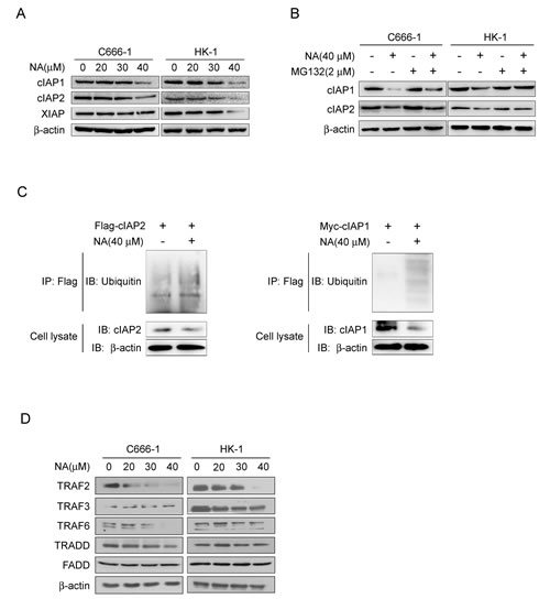 fig2