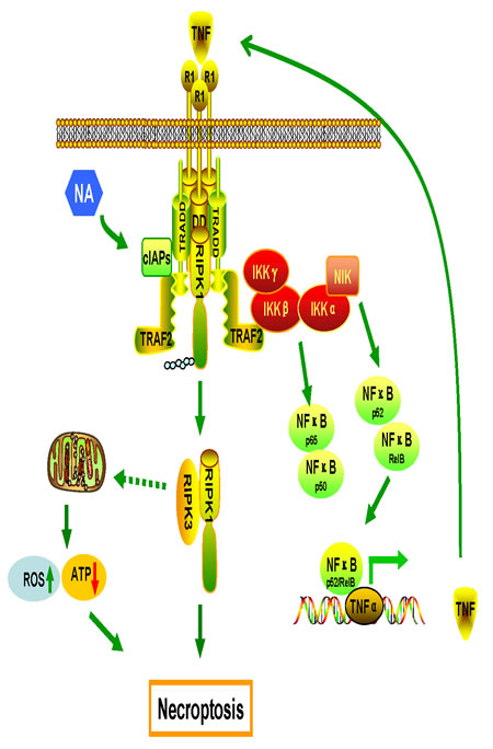 fig6