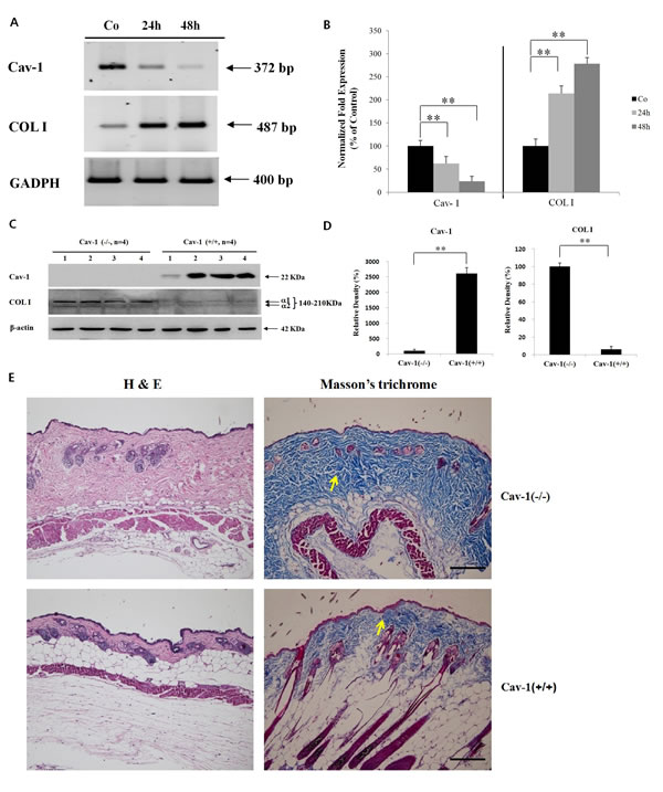 fig2