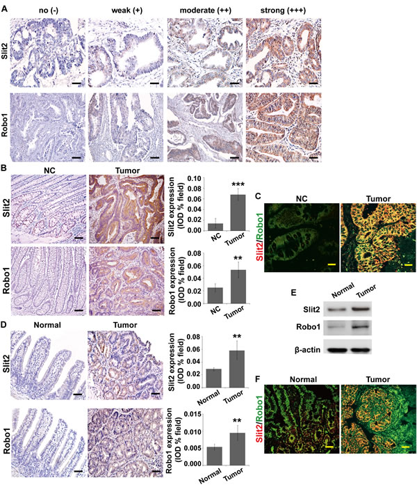 fig1