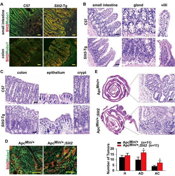 fig2