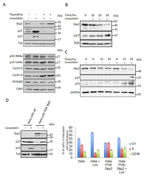 fig1