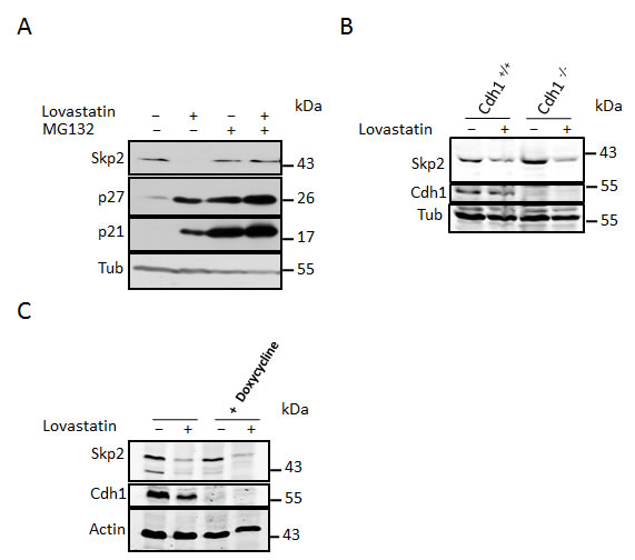fig2